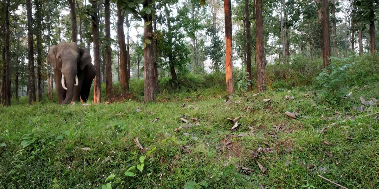 Wildlife in Wayanad